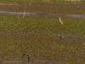 Delta del Llobregat