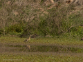 Delta del Llobregat