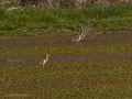 Delta del Llobregat