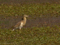 Delta del Llobregat