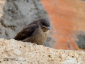 Avión roquero - Ptyonoprogne rupestris - Roquerol eurasiàtic