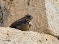Avión roquero - Ptyonoprogne rupestris - Roquerol eurasiàtic