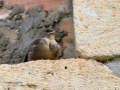 Avión roquero - Ptyonoprogne rupestris - Roquerol eurasiàtic