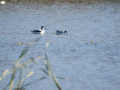 Avoceta común - Recurvirostra avosetta - Bec d'alena comú