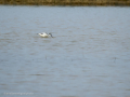 Avoceta común - Recurvirostra avosetta - Bec d'alena comú