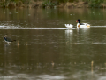 Avoceta común - Recurvirostra avosetta - Bec d'alena comú