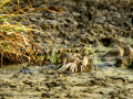 Bisbita pratense - Anthus pratensis - Titella