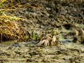 Bisbita pratense - Anthus pratensis - Titella