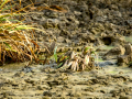 Bisbita pratense - Anthus pratensis - Titella