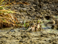Bisbita pratense - Anthus pratensis - Titella