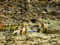 Bisbita pratense - Anthus pratensis - Titella