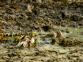 Bisbita pratense - Anthus pratensis - Titella