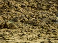 Bisbita pratense - Anthus pratensis - Titella