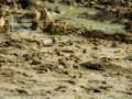Bisbita pratense - Anthus pratensis - Titella
