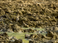 Bisbita pratense - Anthus pratensis - Titella