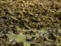 Bisbita pratense - Anthus pratensis - Titella