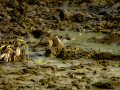 Bisbita pratense - Anthus pratensis - Titella