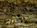 Bisbita pratense - Anthus pratensis - Titella