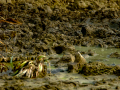 Bisbita pratense - Anthus pratensis - Titella