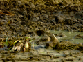 Bisbita pratense - Anthus pratensis - Titella