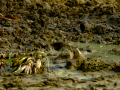 Bisbita pratense - Anthus pratensis - Titella