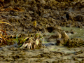 Bisbita pratense - Anthus pratensis - Titella