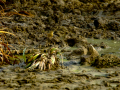 Bisbita pratense - Anthus pratensis - Titella