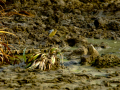 Bisbita pratense - Anthus pratensis - Titella