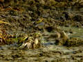 Bisbita pratense - Anthus pratensis - Titella