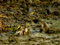 Bisbita pratense - Anthus pratensis - Titella