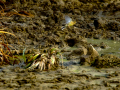 Bisbita pratense - Anthus pratensis - Titella