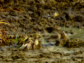 Bisbita pratense - Anthus pratensis - Titella