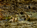 Bisbita pratense - Anthus pratensis - Titella