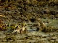 Bisbita pratense - Anthus pratensis - Titella