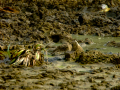 Bisbita pratense - Anthus pratensis - Titella