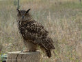 Taller de Rapaces