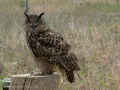 Taller de Rapaces