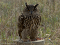 Taller de Rapaces