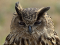 Taller de Rapaces