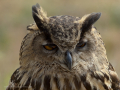 Taller de Rapaces