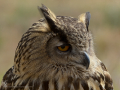 Taller de Rapaces