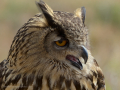 Taller de Rapaces