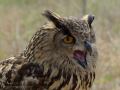 Taller de Rapaces