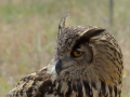 Taller de Rapaces