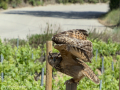 Taller de Rapaces
