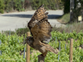 Taller de Rapaces
