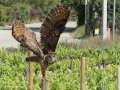 Taller de Rapaces
