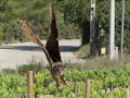 Taller de Rapaces
