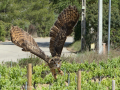 Taller de Rapaces