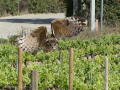 Taller de Rapaces